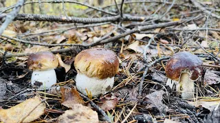 Грибной сезон 2021! И в этом лесу, я их нашёл! Белые грибы вдоль дорог, зачетные экземпляры!