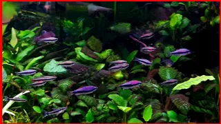 Blue Emperor Tetras (Inpaichthys kerri). More schooling action. Planted Community Aquarium.