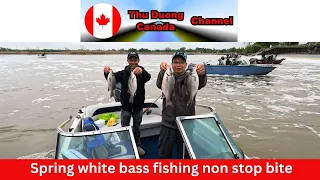 Spring white bass fishing non stop bite-Thu duong canada channel