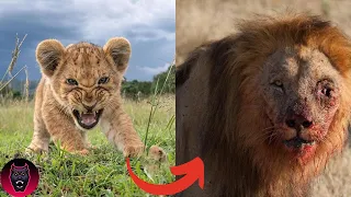 Lion's Dangerous Transformation | animal transformation