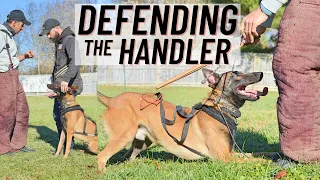 1 YEAR OLD MALINOIS LEARNING TO DEFEND HIS HANDLER!! REAL DOG TRAINING!!