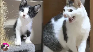 Cautious Kitten Reacts Unexpectedly When Rescued Kitten Is First Introduced To Big Cat