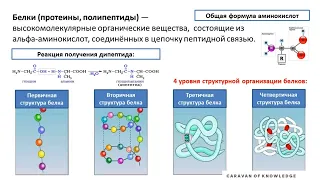 Правильное питание для каждого STEAM урок