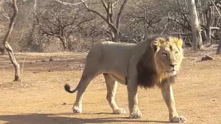 ASIATIC LION  in Sasan Gir Junagadh