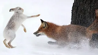 This is what Red Fox can do! Catches Rabbits and fights the Lynxes!