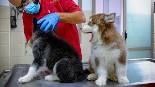 Our 10 Week Old Husky Puppies Visit The Vet For The First Time