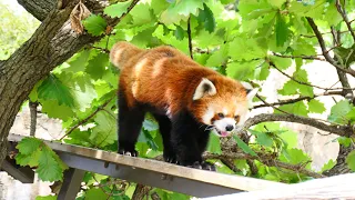 レッサーパンダ イチゴ／野毛山動物園