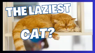 Top 10 Surprising Facts about Orange Tabby Cats (#4 Ginger Cat's TOP SECRET)🙀😍