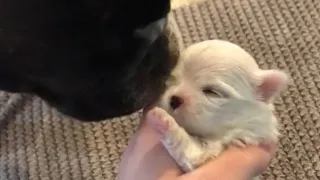 Tiny and fragile newborn puppy transformed into handsome dog