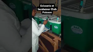 kit d'éclosion incubateur d'oeuf #carpe #tilapia #silure