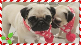 PUG CHRISTMAS SCARVES!! | Vlogmas