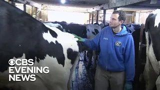 Viral video brings to light struggles of American dairy farmers