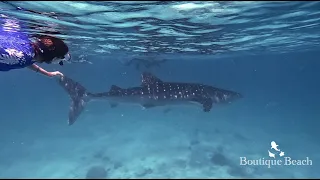 12.05.24 - Whale Shark. Dives at Kudima Wreck, Kuda Giri & Dhigurah Sunset Arches - Maldives