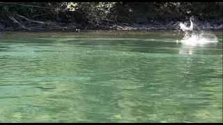 Рыбалка на Лосося в Британской Колумбии. Red Spring Salmon fishing on Vedder river, Chilliwack .