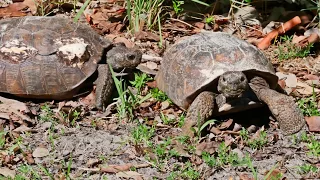 Endangered gopher tortoises in Naples, Florida