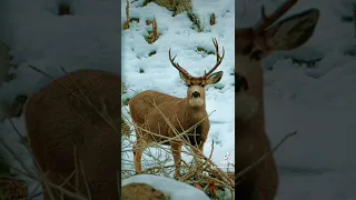 Wildlife Photography! Idaho Mule Deer Edition!