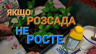 Що робити коли розсада Перцю Баклажанів Помідорів не росте