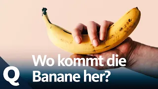 Die Geschichte der Bananen | Quarks