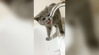 Cute Cat Drinking Water from the Fountain - Funny Cat Videos 🐾