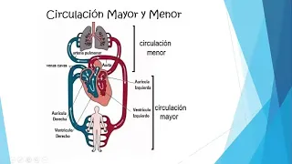 Sistema Circulatorio - 2do de Secundaria