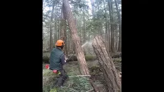 TREE HUNG UP, AND WEDGING HARD LEANER OFF HOUSE