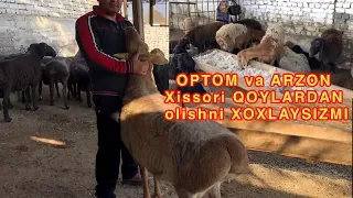 ULGURJI Qoy olaman DEGANLAR uchun. Arzon XISSORI Qoylar SOTILADI