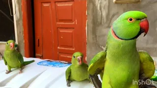 Talking Parrot Ringnick Talking Parrot Parrot ko Talking Kaisi seekhayein #ringneckparrot #mithu
