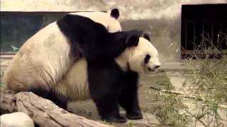 National Geographic Life of Panda | BBC Wildlife Animales