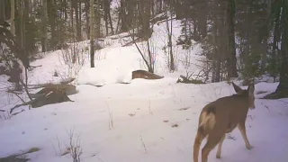 snow where the ELK are - Real DEAL Elk & PREDATORS Lion, Black Bear; Bobcats -You Won't LIKE it here