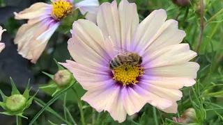 How to Grow Cosmos from Seeds | Cosmos in our Garden | Perennial Garden