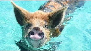 Swimming Pigs in Paradise  Exuma Islands Bahamas