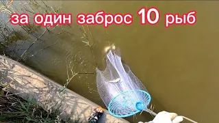 10 рыб за один заброс. Кастинговая сеть рыбалка