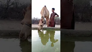 Camel drinking water #viralvideo #animals #camel #waterconsumption #whitecamel #waterintake