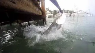 ***ORIGINAL*** KID vs. GIANT TARPON - now in SLOW MOTION (tarpon steals kids jacket)