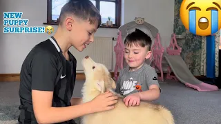 Surprising Our Kids With A New HUSKY Puppy!!😭. [CUTEST REACTION EVER!!!]