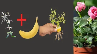 How to grow propagate rose tree in a rose branch from banana fruit for beginners