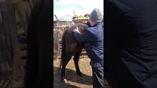 Гурман рысак 🐎☹️