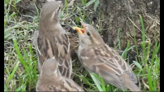 Feeding Frenzy - Song Sparrows - NIKON P-950