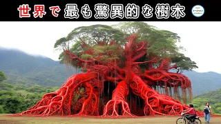 この古木は地獄から生えてきて、幹全体が血に染まっています。 世界で最も奇妙な木9選！#神秘 #カメラ #top #top10 #世界 #世界一 #植物 ##生き物
