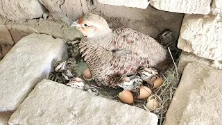 from crossing to hatching eggs full informative video | teetar breeding season