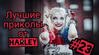 Лучшие приколы до слёз от Harley #23 НОЯБРЬ