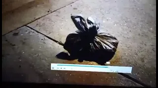 Lennox Kitten found in trash bag