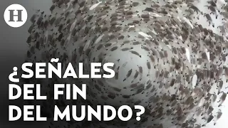 ¿Por qué giran en círculo? Extraño comportamiento de animales sorprende en redes sociales