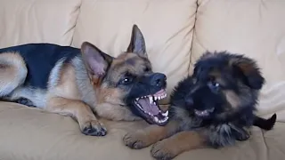 German Shepherd and Puppy Playing On Couch