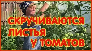 Почему закручиваются листья у помидоров, что делать.