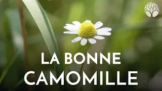 La bonne camomille matricaire ou camomille allemande