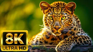 SPECTACLE OF ANIMALS - 8K (60FPS) ULTRA HD - With Nature Sounds (Colorfully Dynamic)