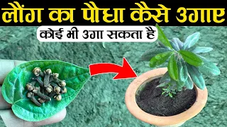 लौंग का पौधा कैसे उगाए | लौंग का पौधा घर पर कैसे उगाए | How To Grow Clove Plant At Home | Clove