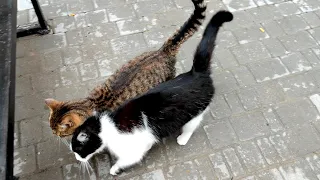 Two inseparable cats live on a bench