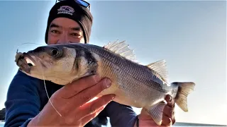 LA PÊCHE EST PLEINE DE SURPRISES .Pêche au leurre et aux appâts en bord de mer